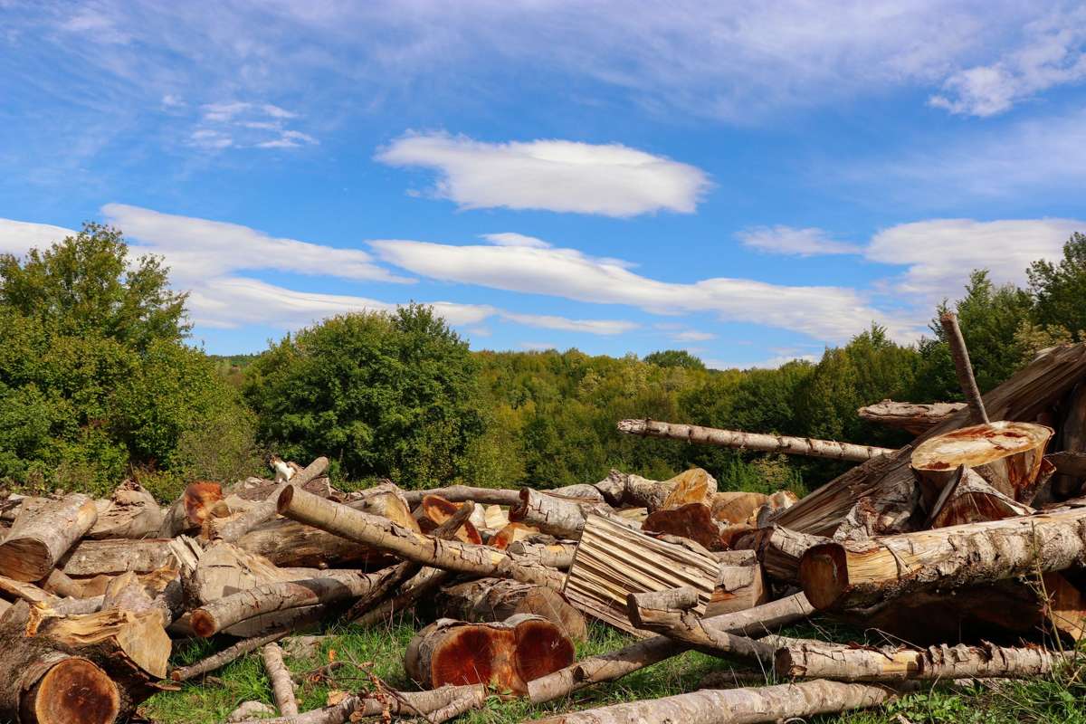 A pile of cut tree limbs and logs on a grassy lot
