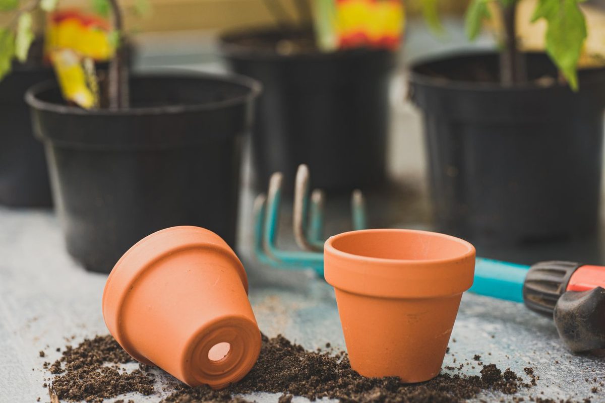 Two empty terracotta pots on spilled potting soil in front of black plastic planters and a garden rake