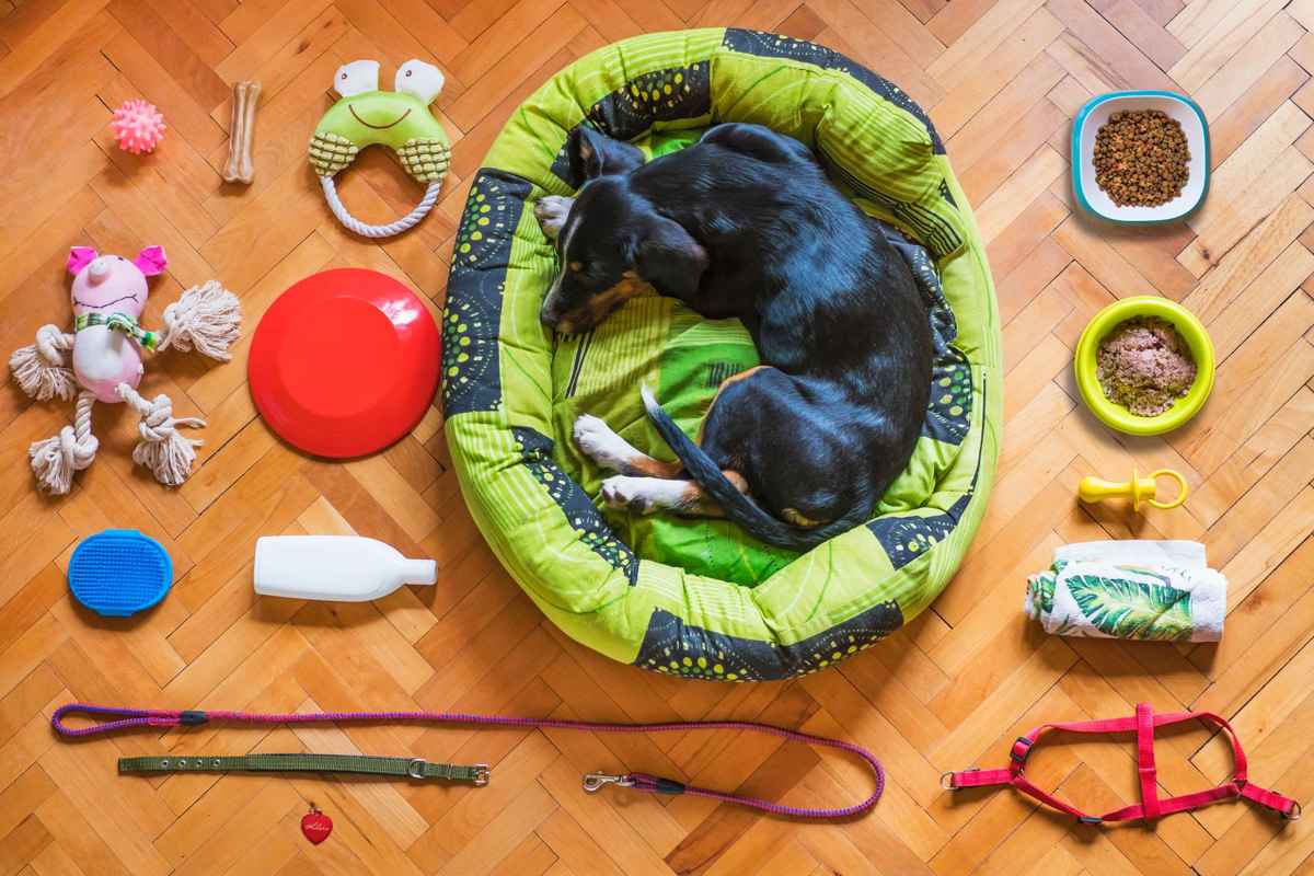 a dog bed, leashes, a harness, bowls and toys laid out on a wood floor